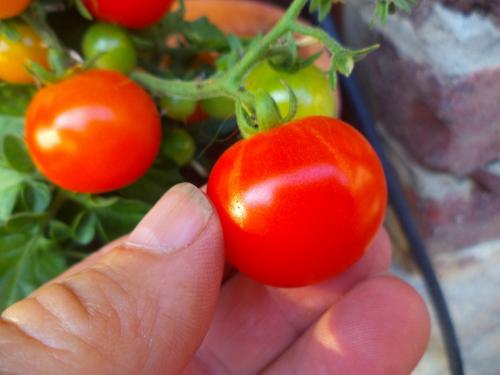 Tomates cocktail