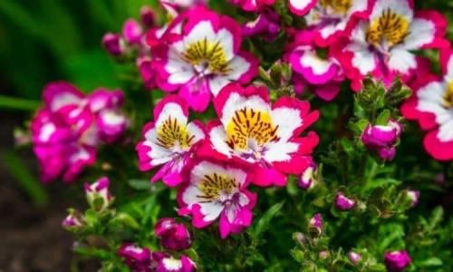 Fleurs cultivées : Schizanthus