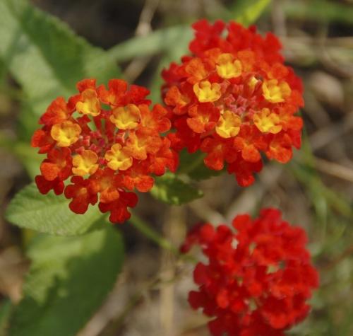 Fleurs cultivées : Lantana