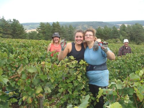Les vendanges chez Sylvain Bouhélier..