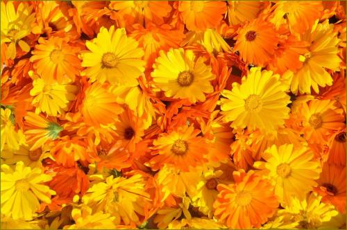 Fleurs cultivées : Souci