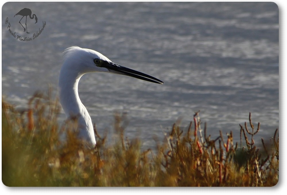 Aigrette Garzette...