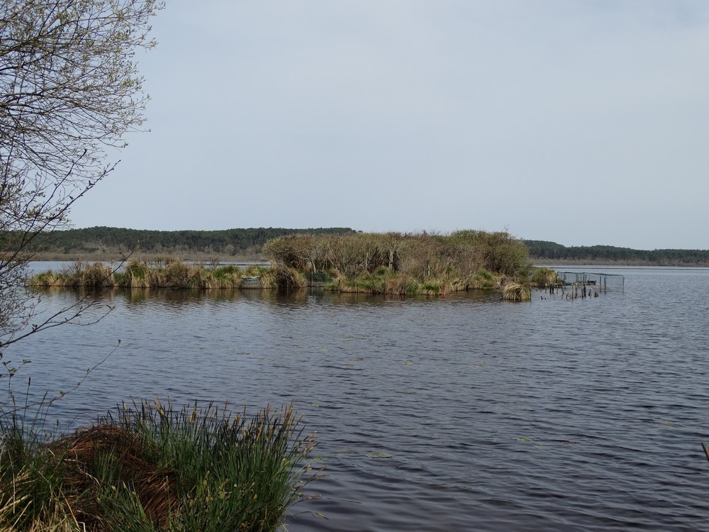 Les kaléïdoscopes du lac de Léon (1/3)...