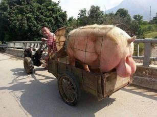 De la ferme au salon...
