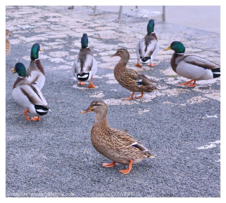 Canards COLVERT