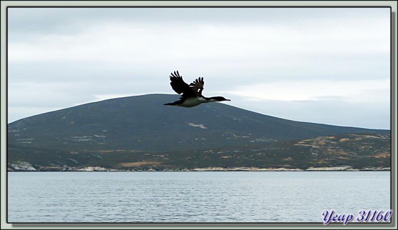 Le vol des cormorans impériaux pris du balcon de notre cabine de l'Austral - Entre Saunders Island et Wooly Gut - Falkland Islands, Iles Malouines, Islas Malvinas