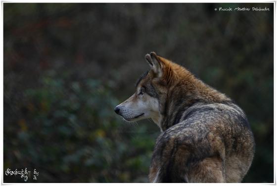 Loups de Sibérie (Canis lupus albus)