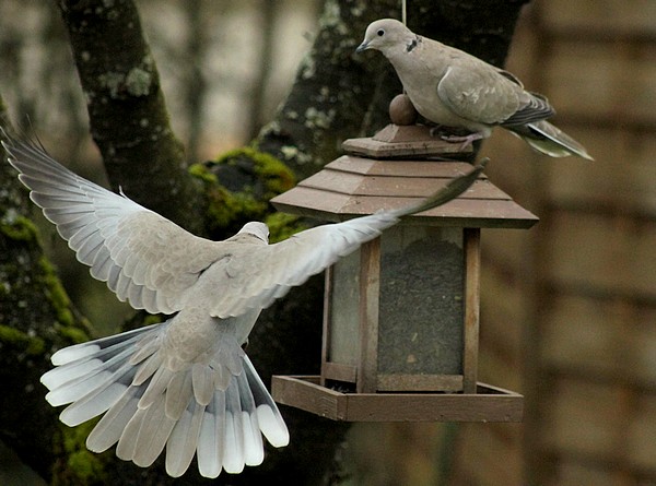 Seulement quelques espèces d'oiseaux ont visité mon jardin cet hiver...