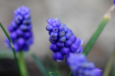 Couleurs de printemps au jardin