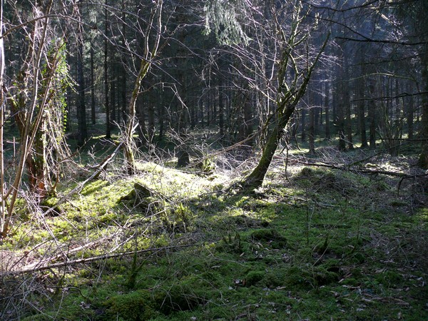 Une "chasse au Trésor enchantée" organisée par le GIP du futur Parc entre Champagne et Bourgogne a eu lieu en forêt châtillonnaise...