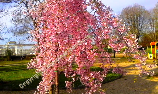 Le Prunus subhirtella 'Pendula Rosea