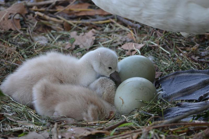 Lac Daumesnil : des petits cygnes voient le jour