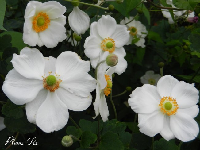 Image26.jpg
