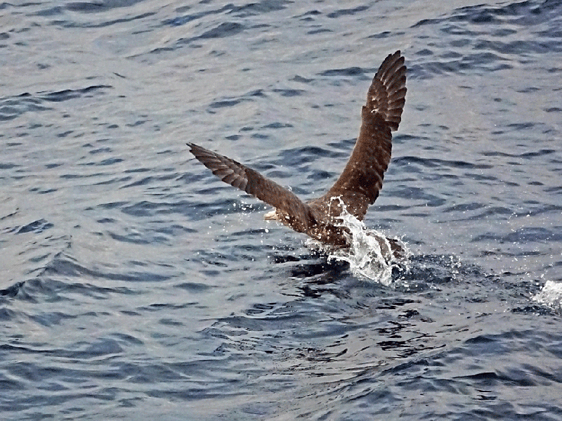 Animation GIF : amerrissage du Grand pétrel - Nightingale Island - Tristan da Cunha