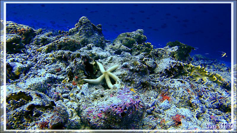 Plongée à la passe nord Garuae - Fakarava - Archipel des Tuamotu - Polynésie française