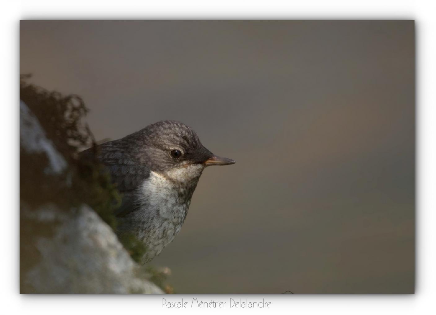 Cincles plongeurs juvéniles