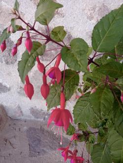 Fleurs !