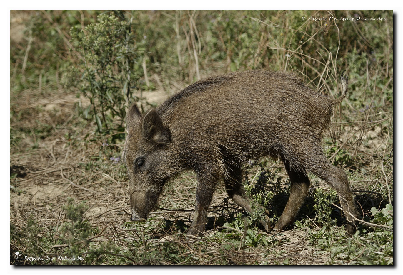 Sangliers ou cochons sauvages - Sus scrofa