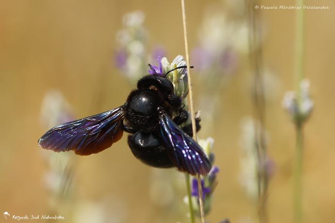 Abeille charpentière - Xylocopa violacea