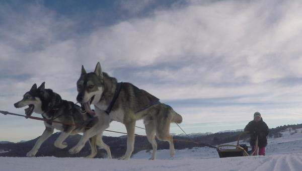 Qu'est-ce que c'est un husky?