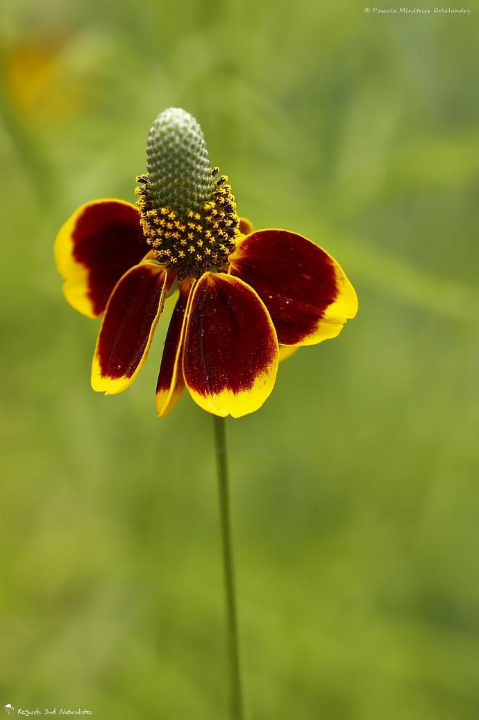 Rudbeckia amplexicaulis