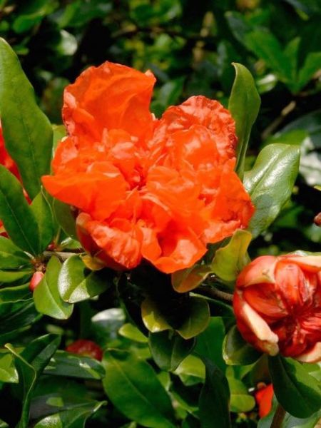 Arbre fruitier  Grenadier