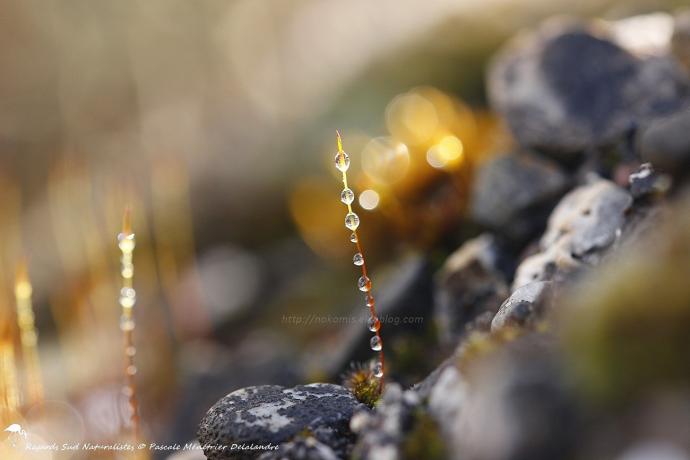 Perles d'eau sur la mousse