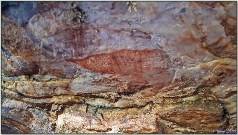 18/09/2022 : Peintures rupestres du peuple Worrorra - Wijingarra Bard Bard (Freshwater Cove) - Kimberley - Australie