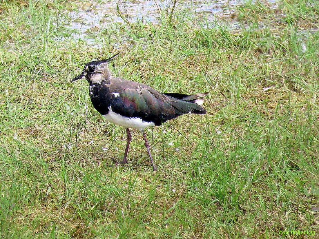 un bel oiseau huppé