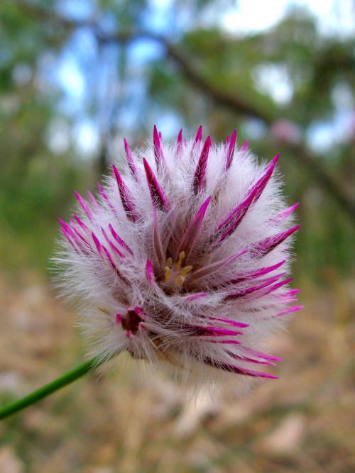 Fleurs cultivées : Ptilotus
