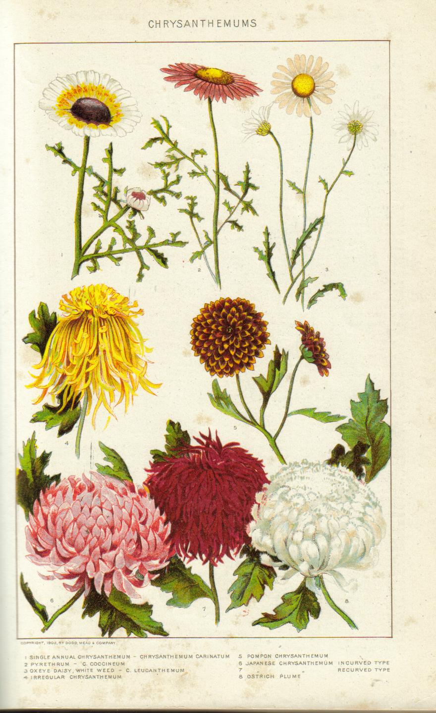 Variétés de chrysanthèmes (New International Encyclopedia, 1902) planche