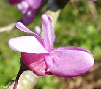 Cercis siliquastrum  -  arbre de Judée