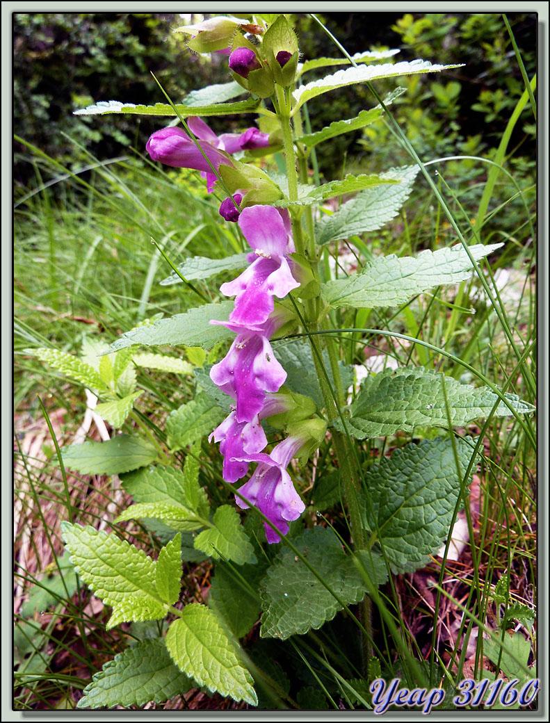 Mélisse des bois (Melittis melissophyllum) - Pont-En-Royans - 38  (Flore)