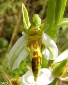 Ophrys apifera - ophrys abeille