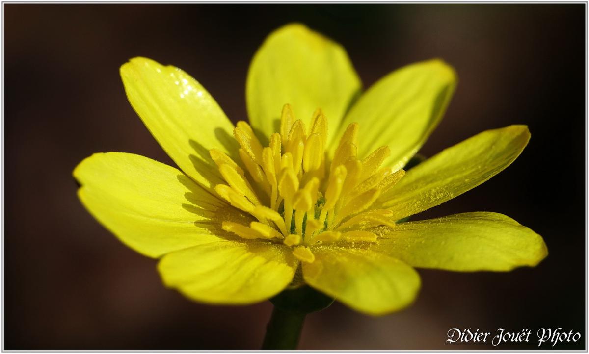 Renoncule Ficaire (4) - Ranunculus ficaria