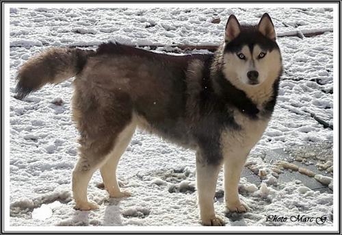 Huskys à la neige (20 décembre 2017)