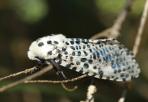 Cossidae