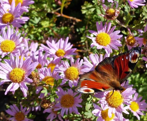 aux couleurs d'automne :