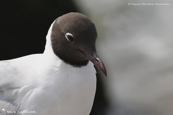 Mouette rieuse