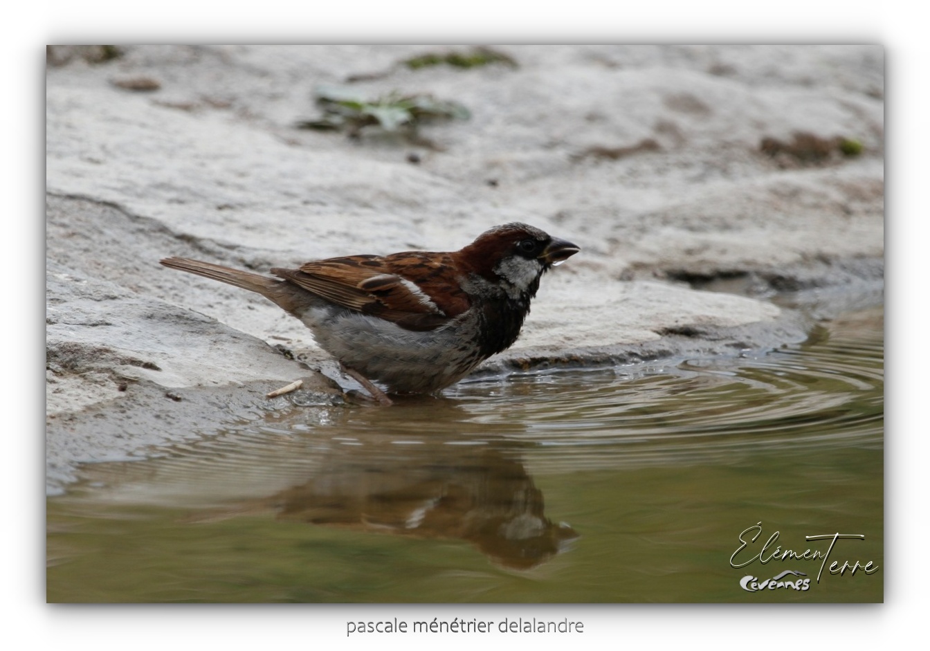 Moineaux domestiques