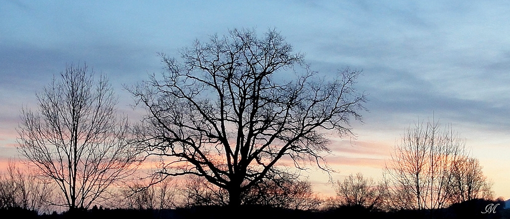 Arbres au couchant