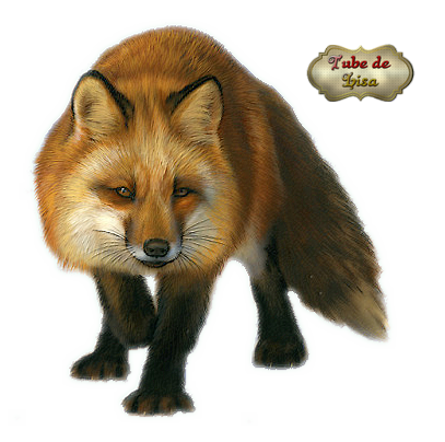 Animaux série 2