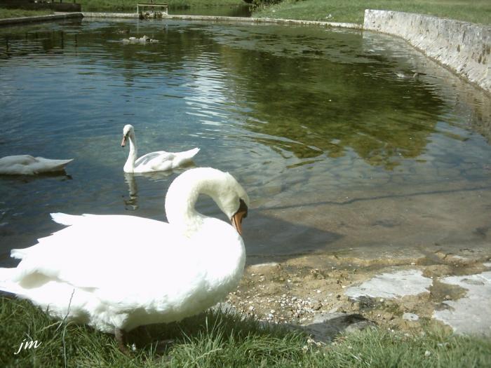 les cygnes