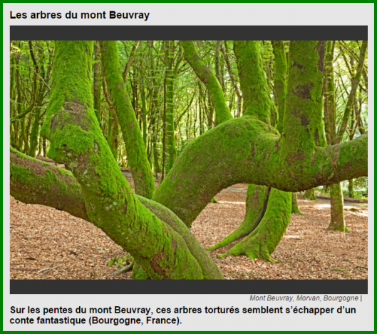 Beaux Arbres / Chemins.