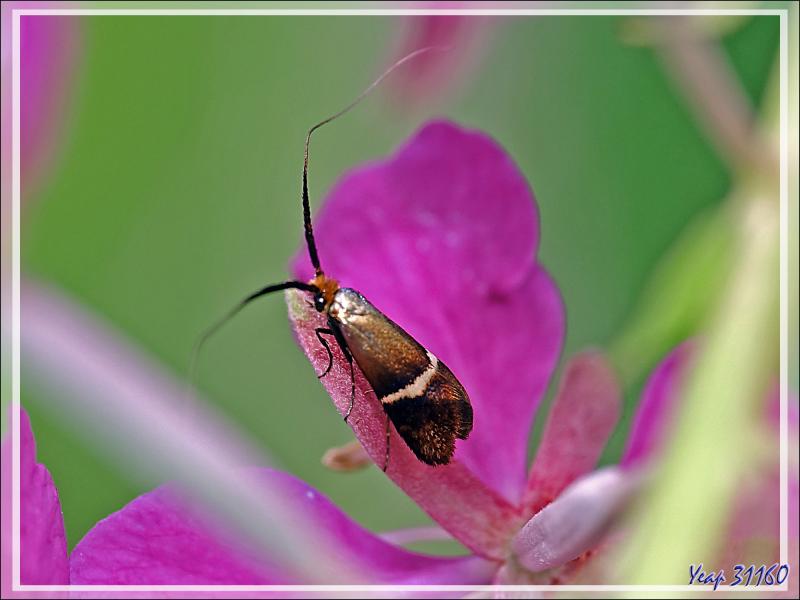 Micro-papillon Adèle femelle (Adela australis) environ 7 mm de long (les sépales des fleurs d'épilobes font 11 mm) - Lartigau - Milhas - 31