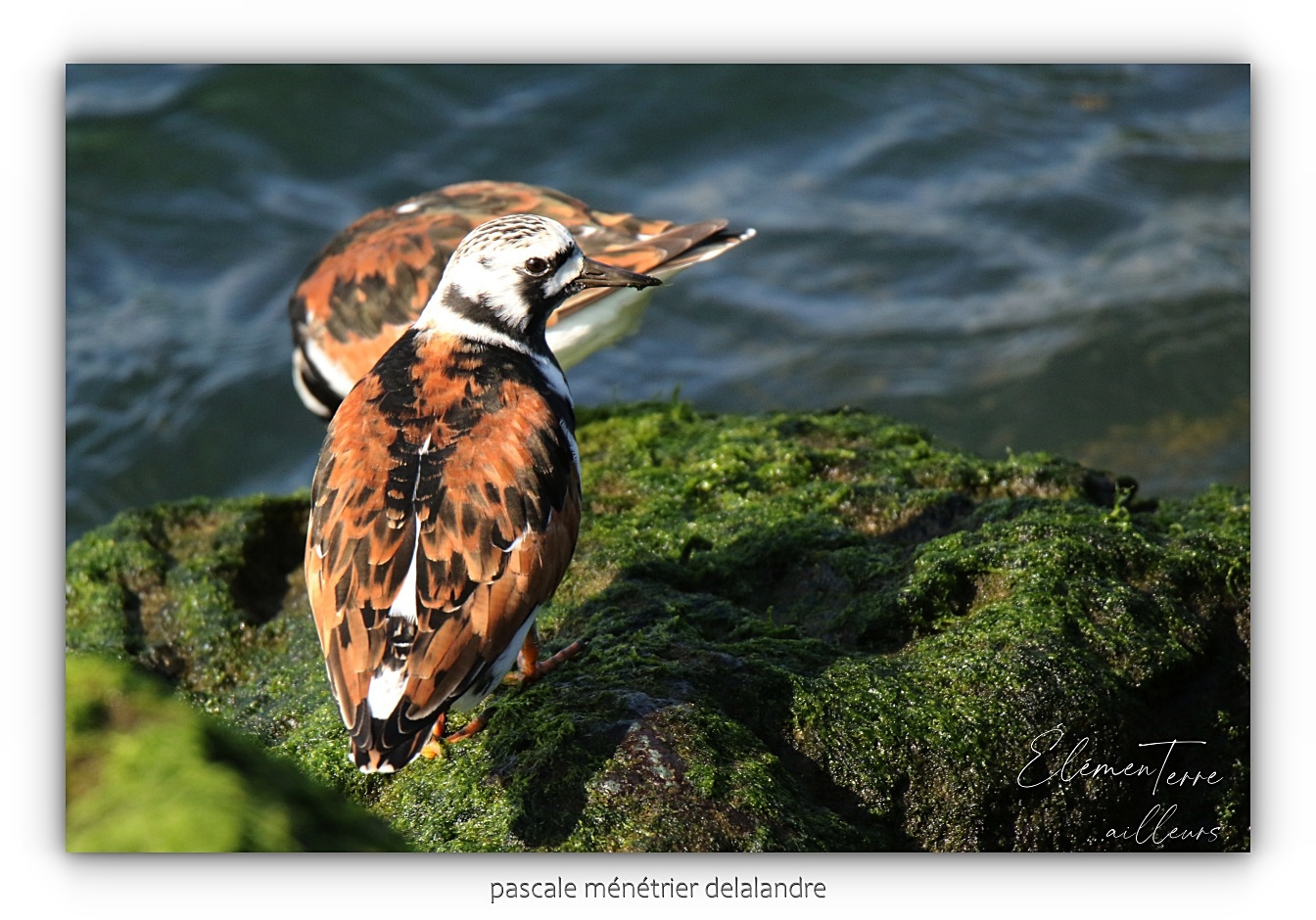 Tournepierres à collier ♂ et ♀