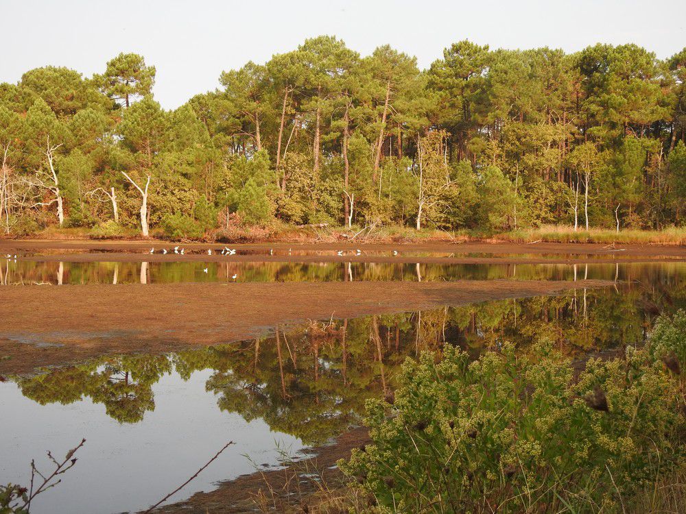 Balade dans la forêt de Saint-Brice, septembre 2024...