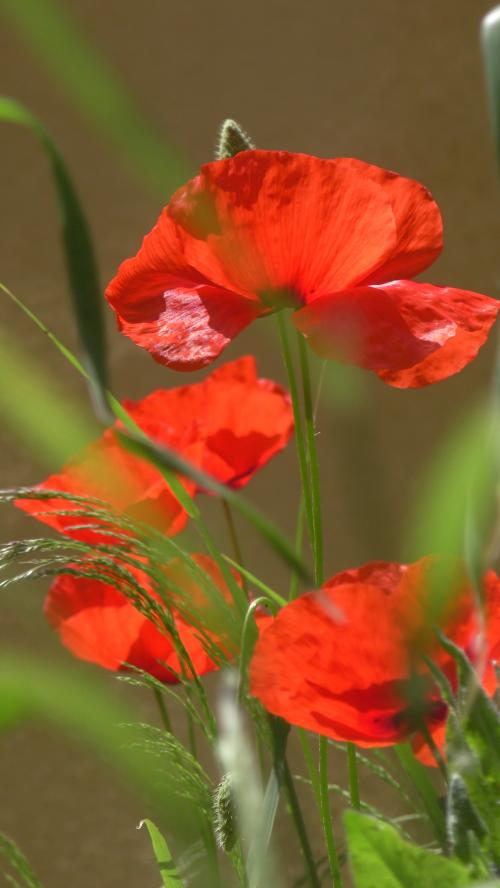 Le remède à la morosité