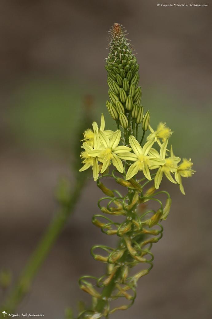Bulbine frutescens