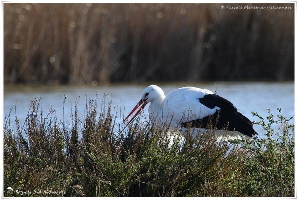 Cigogne blanche